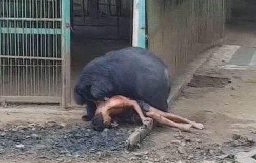 妻子遭黑熊袭击重伤，丈夫持斧杀黑熊——勇敢面对逆境的坚定之爱