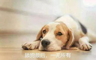 我有九千万亿舔狗金（第1集至第10集深度解析）