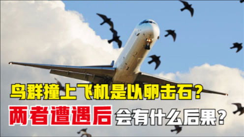 国航飞机遭遇鸟群撞击，机头血迹触目惊心