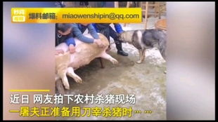 村民拿黄狗练习杀猪 引发笑场