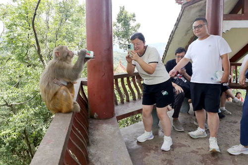 景区回应游客与野生猴子打架事件，如何平衡人与自然的和谐共处