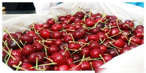 车厘子价格腰斩，跌至每斤50元——市场分析与行业洞察