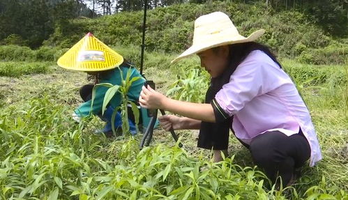 闪婚植物人老公（100集）