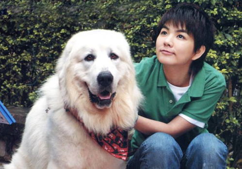 主人杀年猪，狗狗偷吃猪肉被撑死——一个令人痛心的故事
