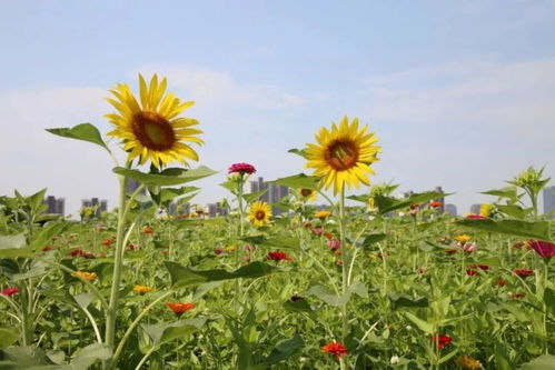 向阳花木易为春——向阳花电视剧（第1集至第101集）深度解析