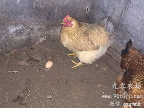 我给女儿送土鸡，女儿为我筹划葬礼（73集故事呈现）