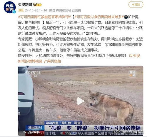 官方通报，可可西里网红狼被撞死事件深度解析