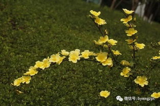 盛放的野玫瑰（27集）