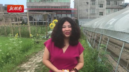美女总裁回乡探亲（100集），城市精英与乡村情怀的碰撞