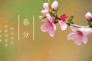 花开不见还（30集）剧情解析与感悟