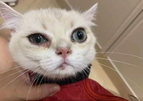 女子网购宠物猫遭遇特殊订单处理，取消订单后的五天发货经历