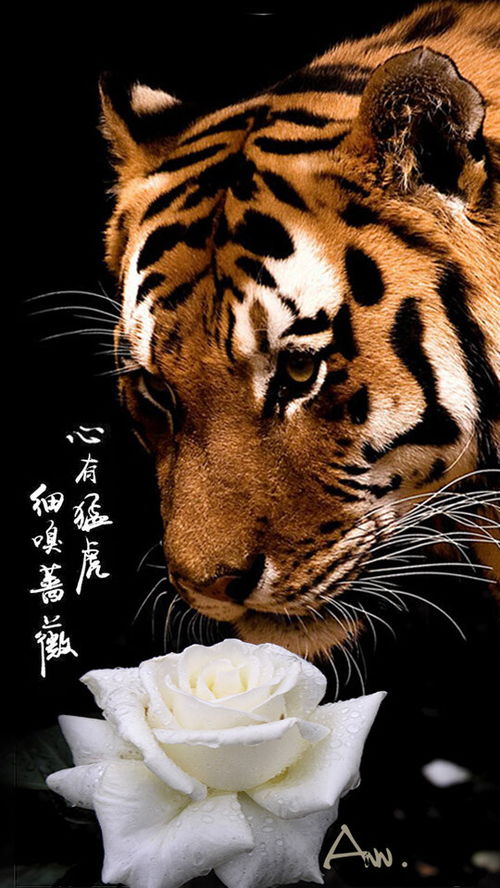 心有猛虎细嗅蔷薇（65集），探寻人性之美的深度与力量