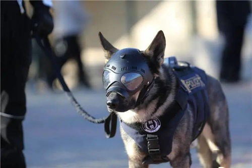 四只警犬上班摸鱼到处尿尿，一则关于责任心与训练的故事