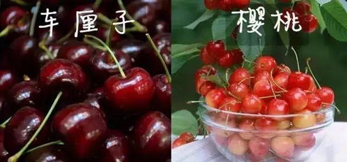 车厘子与樱桃，探究谁的营养价值更高