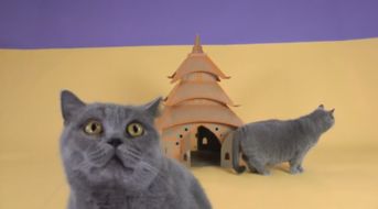 变成猫后我被死对头宠上天（第86集）