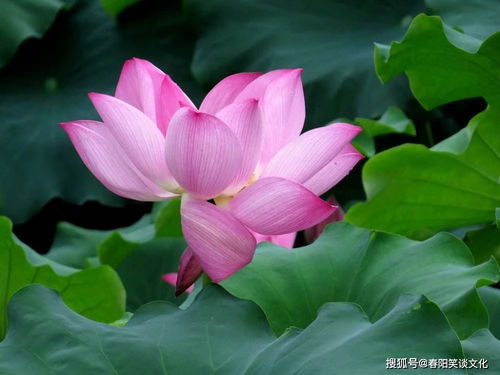 我死后全世界开始爱我，伍怡的传奇人生与无尽影响