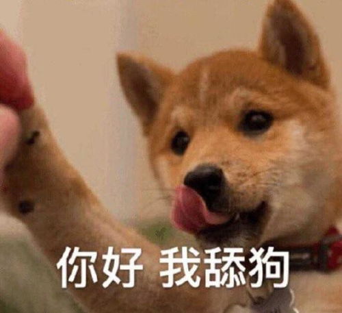 不当舔狗后，老公急哭了（69集）