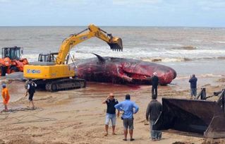 海南鱼鳞洲海岸惊现鲸鱼尸体，生态警示与思考
