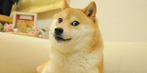 马斯克宣布DOGE官网上线，开启加密货币新时代