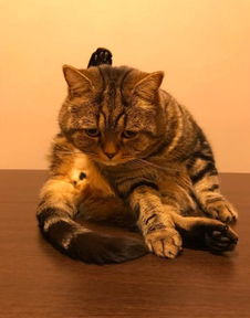 狸花猫与橘猫之间的较量，一场突如其来的挑战与转变