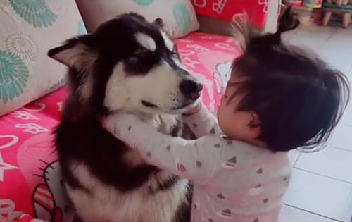 新版她死后，薄爷跪在墓前哭成狗，情感深度与人性探索（91集）