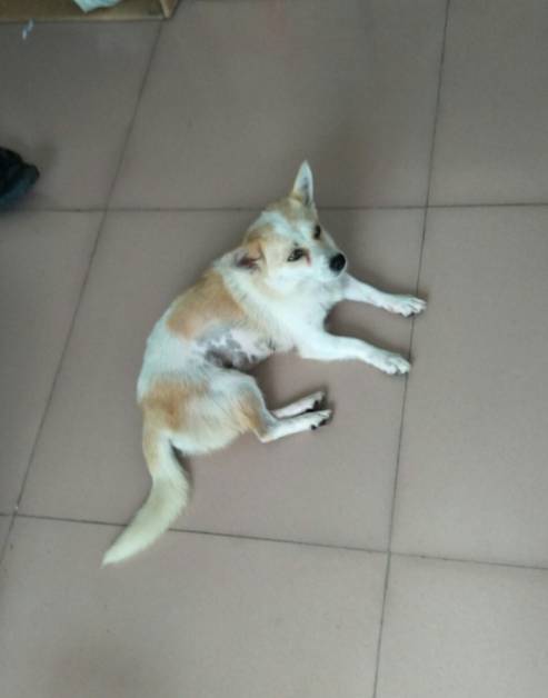 走丢的狗与新主人，一次偶然的相遇与温暖的传递