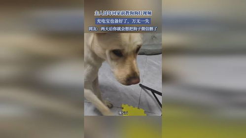 第一批过年回家的狗狗们已经在路上——温馨之旅的开启
