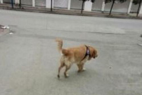 老人背狗离开，一则关于爱与责任的故事