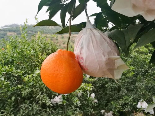 成都种植户面临耙耙柑减产困境，约三分之一产量受损
