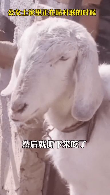 揭秘假黑山羊背后的故事，十四人因墨水染羊售假落网