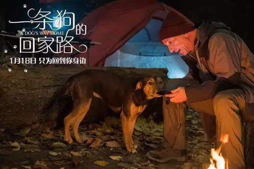 自驾4000公里回家，主人与狗的漫长旅程与疲惫时刻