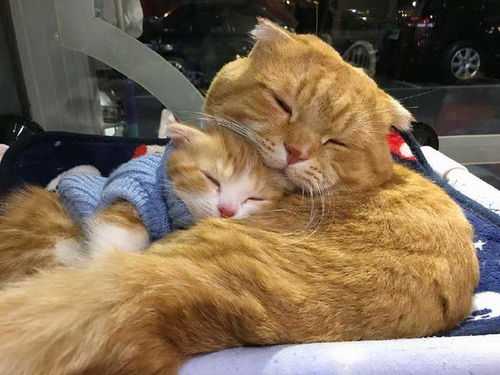 猫咪突然攻击小孩，妈妈及时护住——一次意外的家庭经历