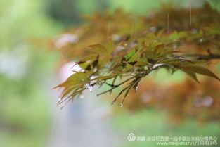 春雨无声（88集）