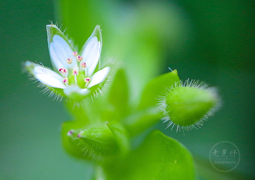花花草草寻亲记（第42集）
