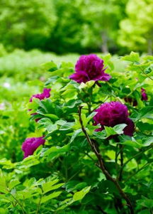 花开花落终有时，许丹的成长与蜕变（共68集）