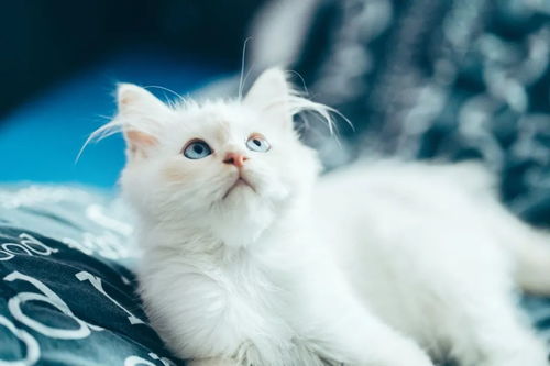 变成猫后我被死对头宠上天（第86集）