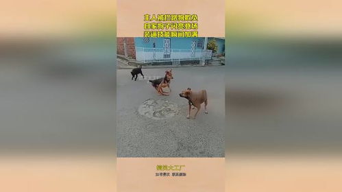 闪亮的张二狗（二狗别跑），第95集的光辉历程