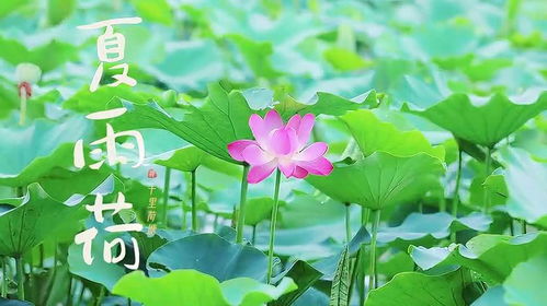 雨落花正开（62集）