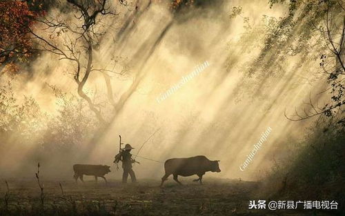 猛虎出山，一场震撼人心的史诗之旅（69集）