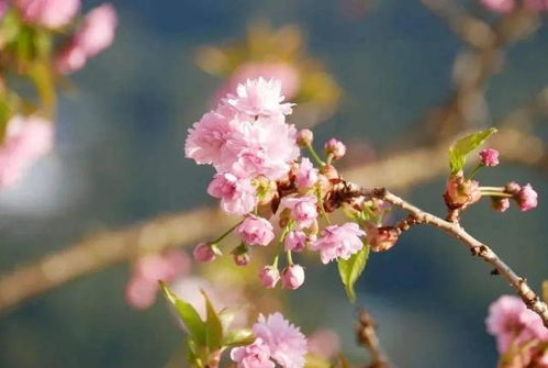 时光静待花开（79集）——岁月中的美好绽放