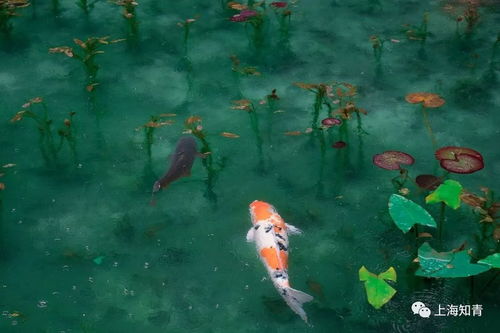北川不见锦鲤（72集）剧情深度解析与角色探究