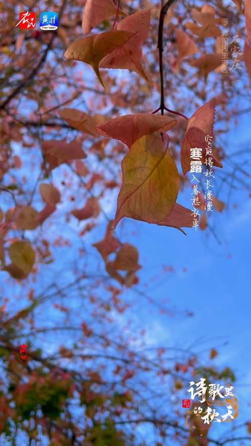 秋起长歌梦里欢（90集）