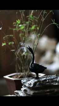 新版破茧，蜕变之路（99集）深度解析