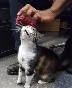 流浪猫，饥饿中的温情与不忘蹭蹭的感恩