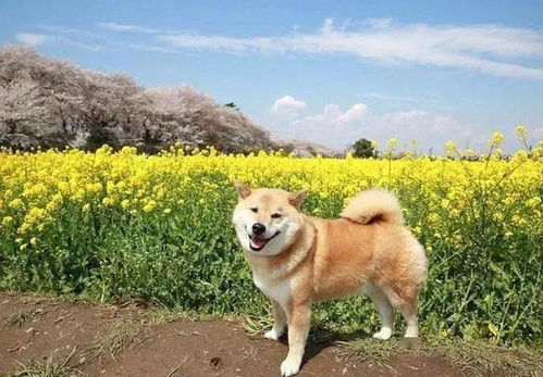 柴犬遭遇马犬咬脸，面对威胁的无奈与勇气