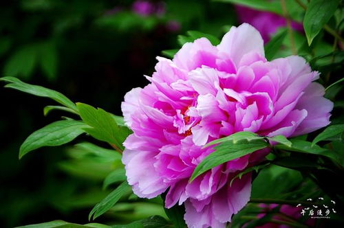 牡丹花开又一年（60集连续剧剧情概述）
