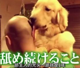 忠犬与野蔷薇，一段超越物种的深情故事（67集）