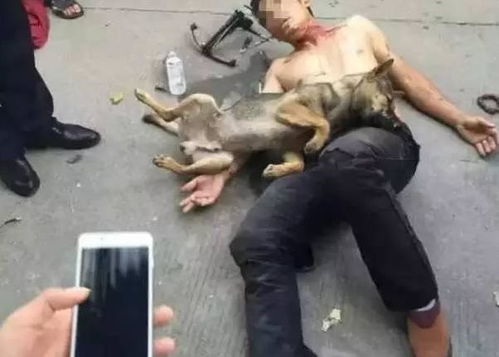 男子遭遇偷狗贼，挺身而出站房顶丢砖头猛砸