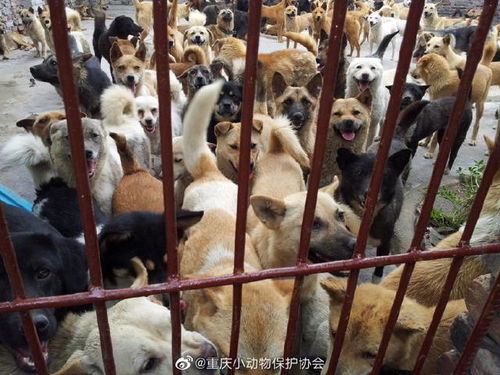 肖总的小宠妻，一段深情与守护的99集故事