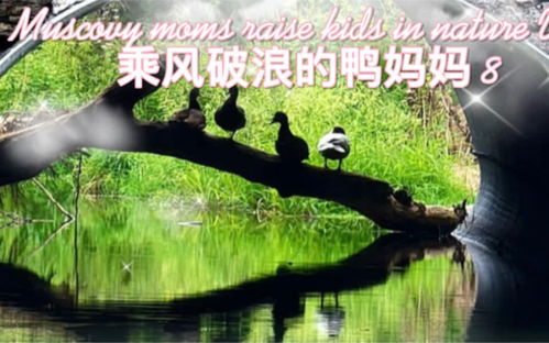 乘风破浪的妈妈（59集），赵琪琪的力量与坚韧